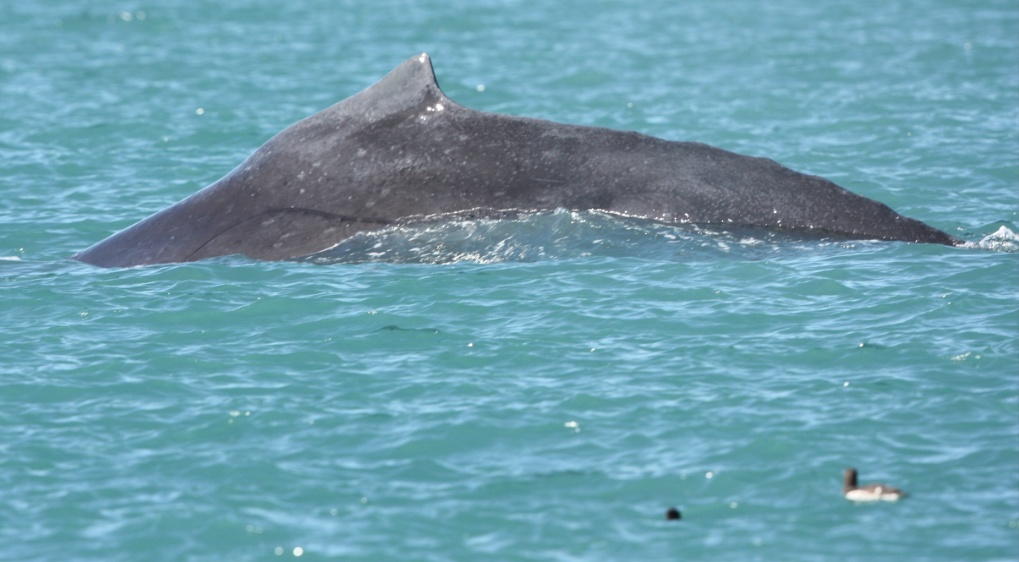 Couple of birds doing some whale watching