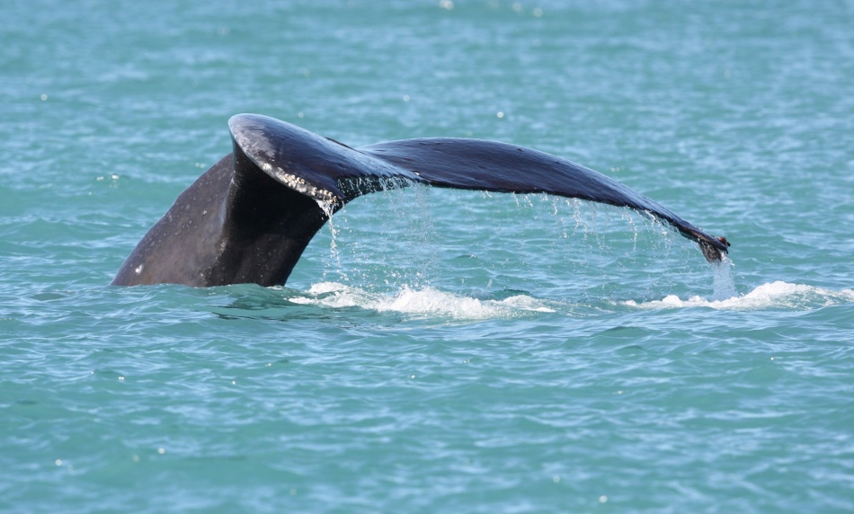 Whale going down to do some fishing