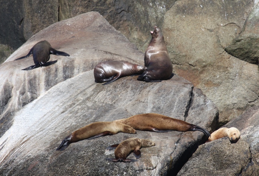 Group of seals near Aialik Cape