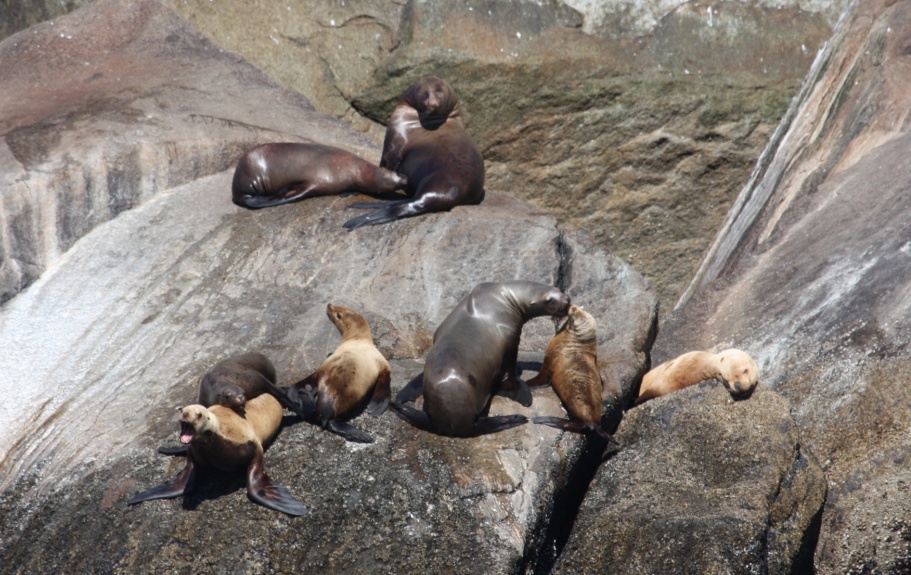 Group of seals near Aialik Cape