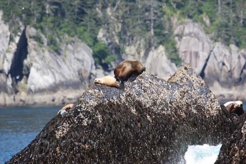 Not sure how these seals managed to scale the slippery slope to get on top of this rock