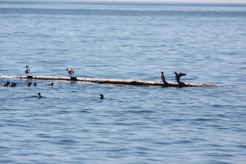 Nice place to dry your feathers