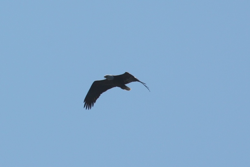 Bald Eagle flying around near Harbor Island
