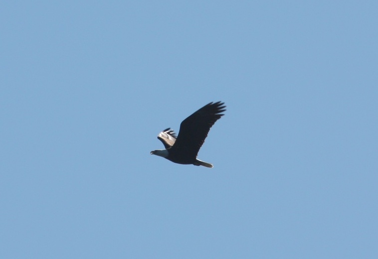 Another shot of the Bald Eagle flying around near Harbor Island