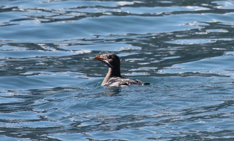 Rhinoceros Auklet