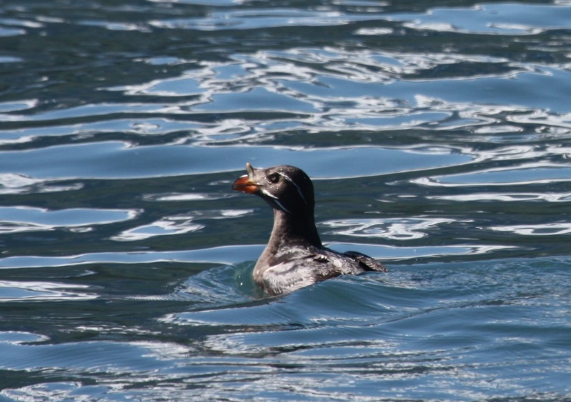 Rhinoceros Auklet