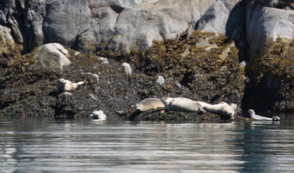 Sea Lions out getting a tan