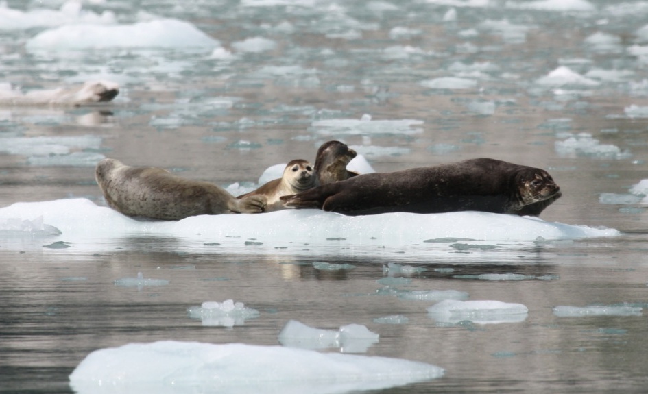 Relaxing on a chunk of ice