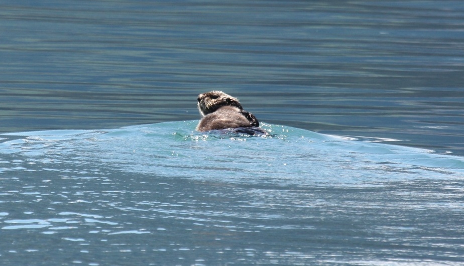 Sea Otter doing some people watching