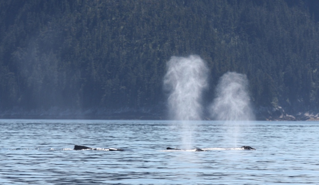 Another group of whales