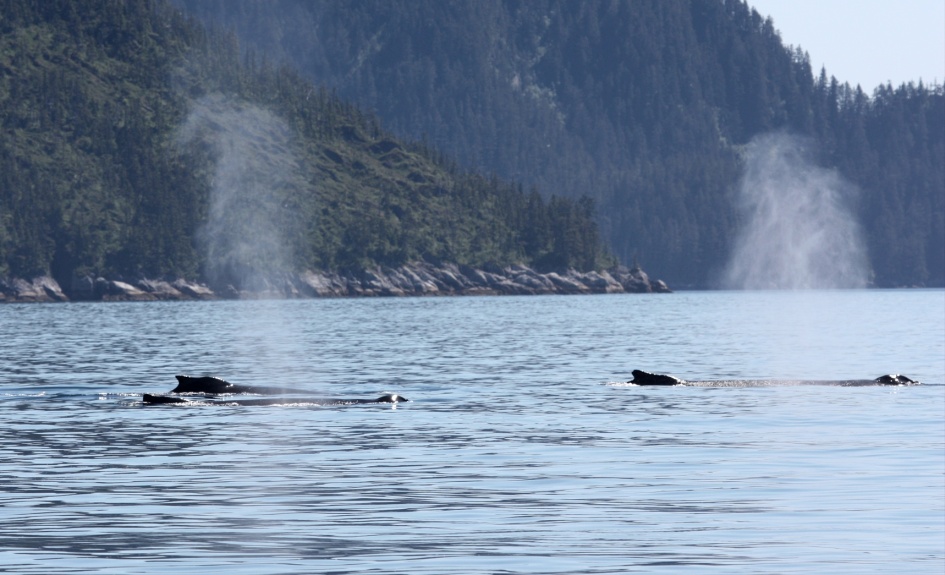 Whales in Northwestern Lagoon