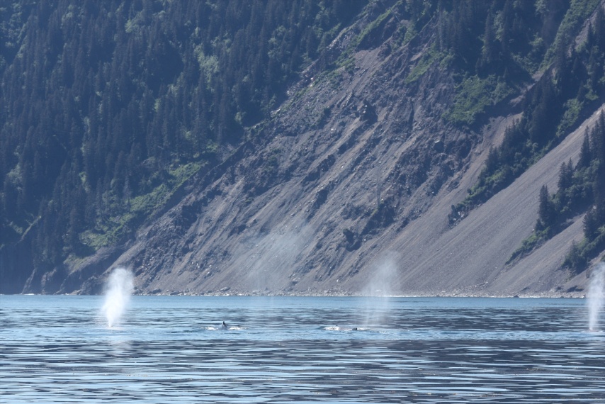 Four whales in Northwestern Lagoon