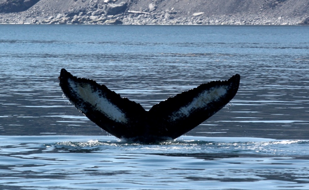 Whale's tail