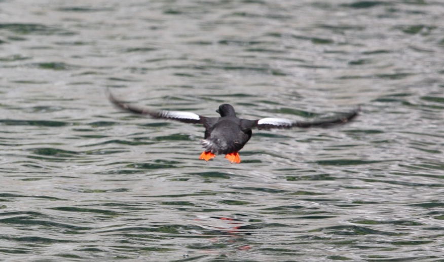 Pigeon Guillemot in flight