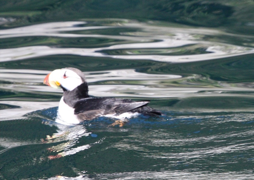 Horned Puffin near Granite Island