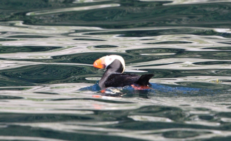 Tufted Puffin near Granite Island