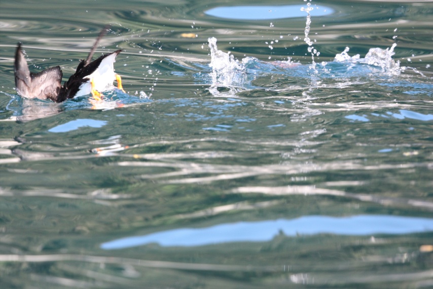 Horned Puffins diving for a mid-afternoon snack