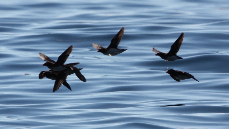 Parakeet Auklets in flight