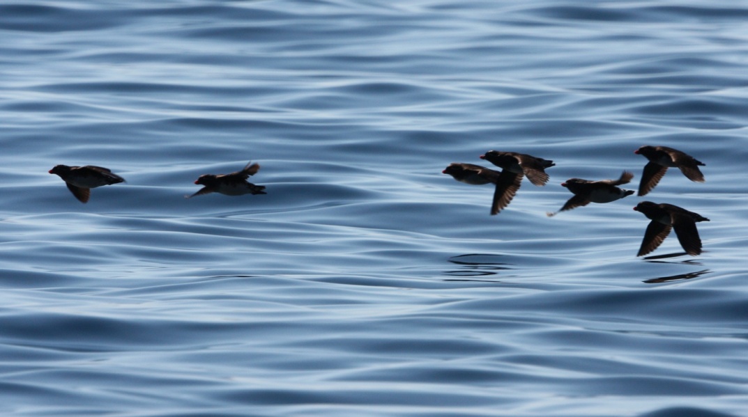 Parakeet Auklets in flight