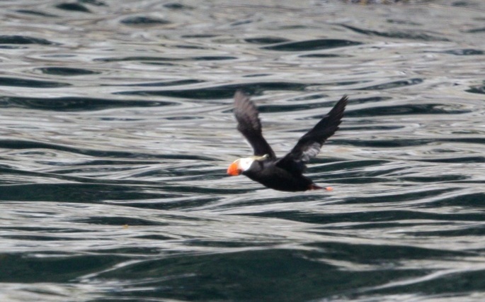 Tufted Puffin in flight