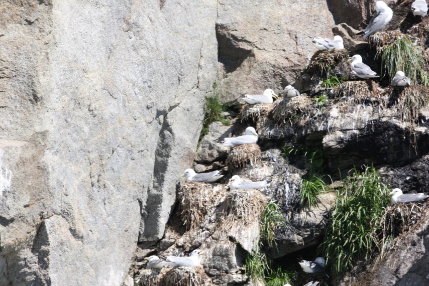 Black Legged and Red Legged Kittiwakes on their nests