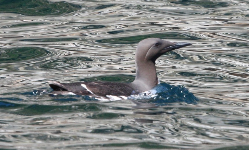 Thick Billed Murre relaxing on the water