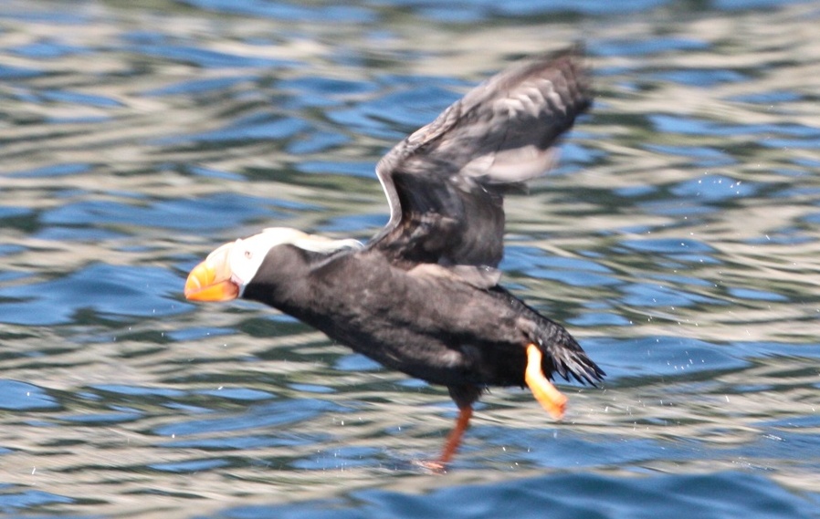 Tufted puffin trying to take off