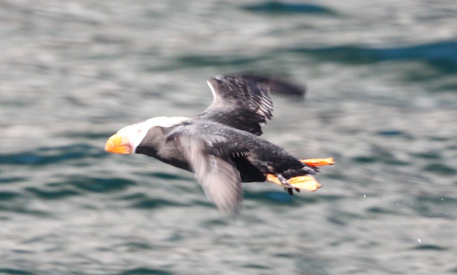 Tufted puffin taking off