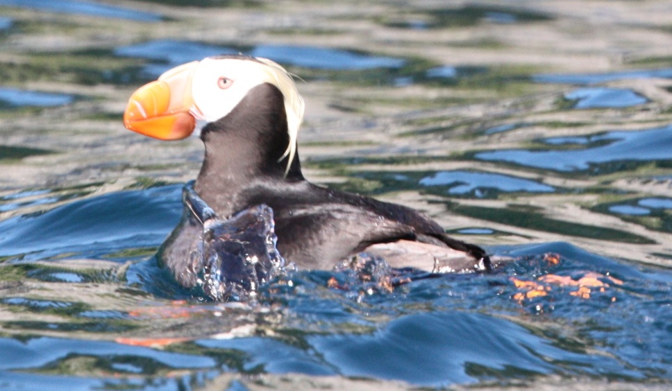 Tufted puffin