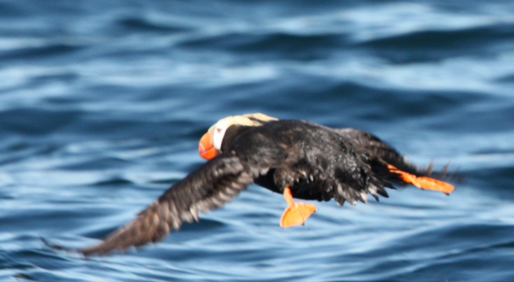 Tufted puffin takes off