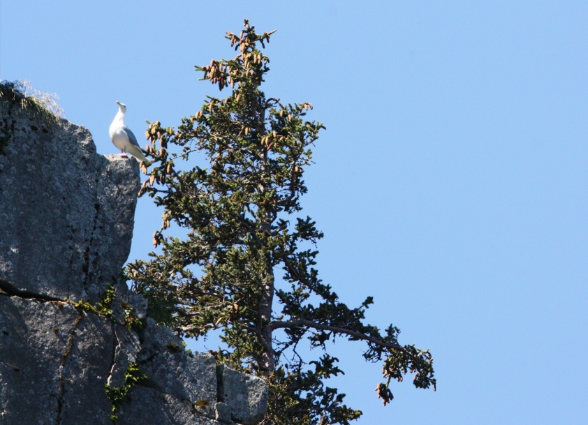 Tree and a bird on the rocks