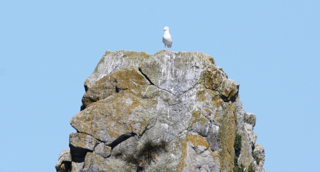 Bird on the lookout perch