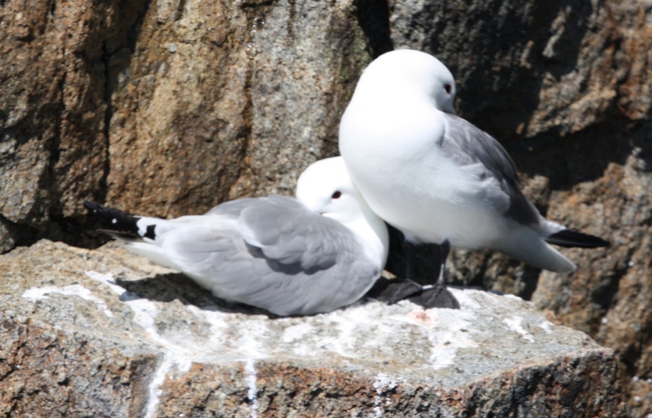 Some Black Legged Kittiwakes