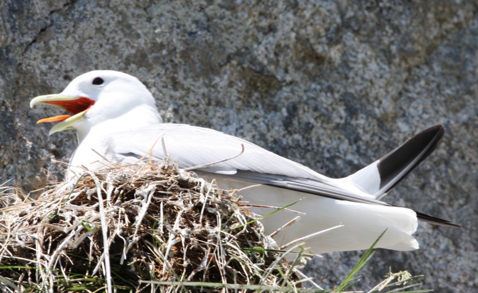 Another Black Legged Kittiwake trying to stay cool