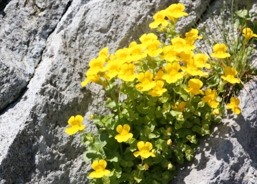 Nice yellow flowers growing out of a crack in the rocks