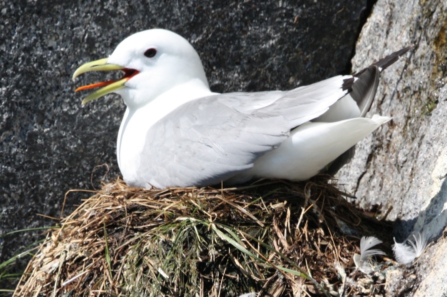Another overheating Black Legged Kittiwake