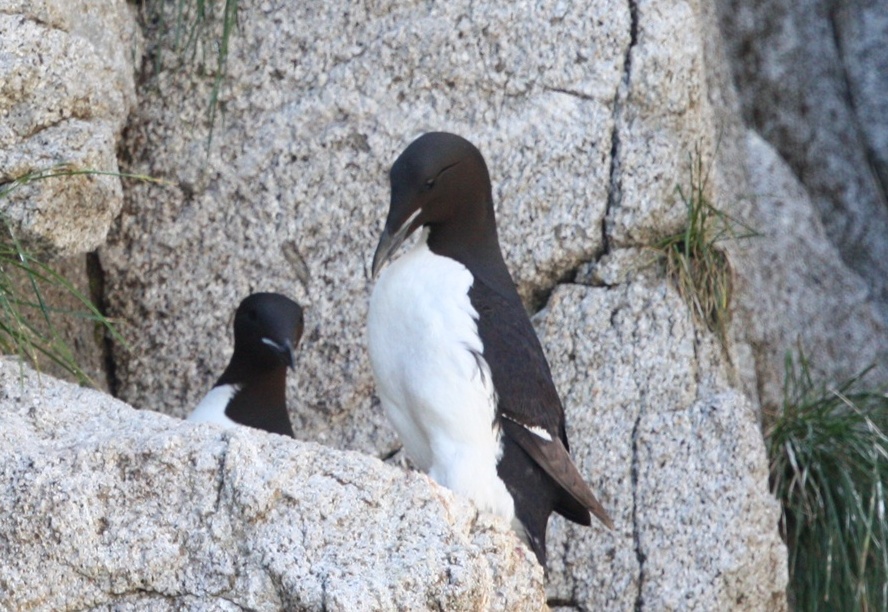 Thick Billed Murres tending the nest on a rock outcrop