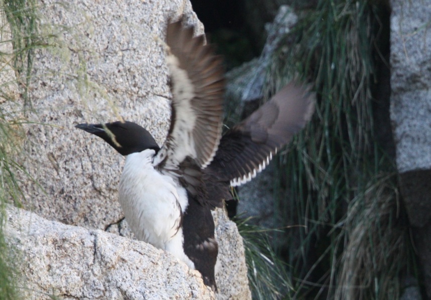 Thick Billed Murre drying his feathers