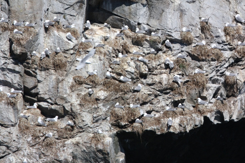 Plenty of Kittiwakes nesting out on the Chiswell Islands