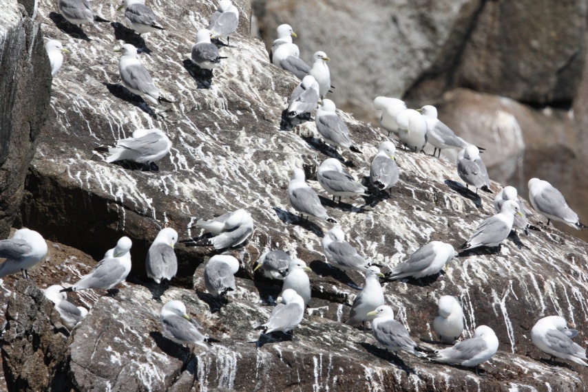 Kittiwakes and plenty of guano at the Chiswell Islands