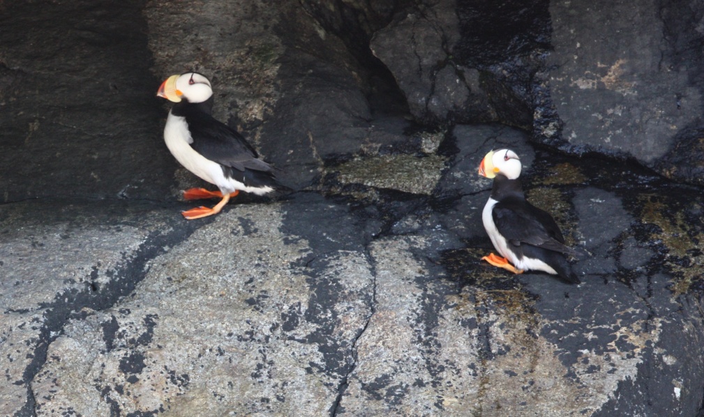 Horned puffins in the shade