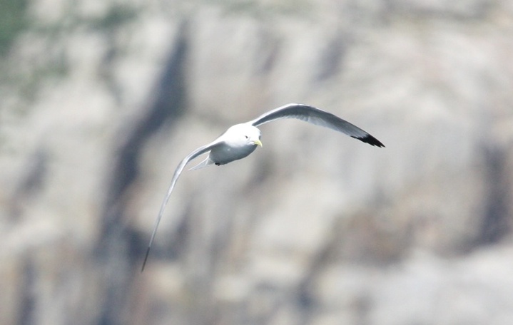 The challenge of photographing birds in flight