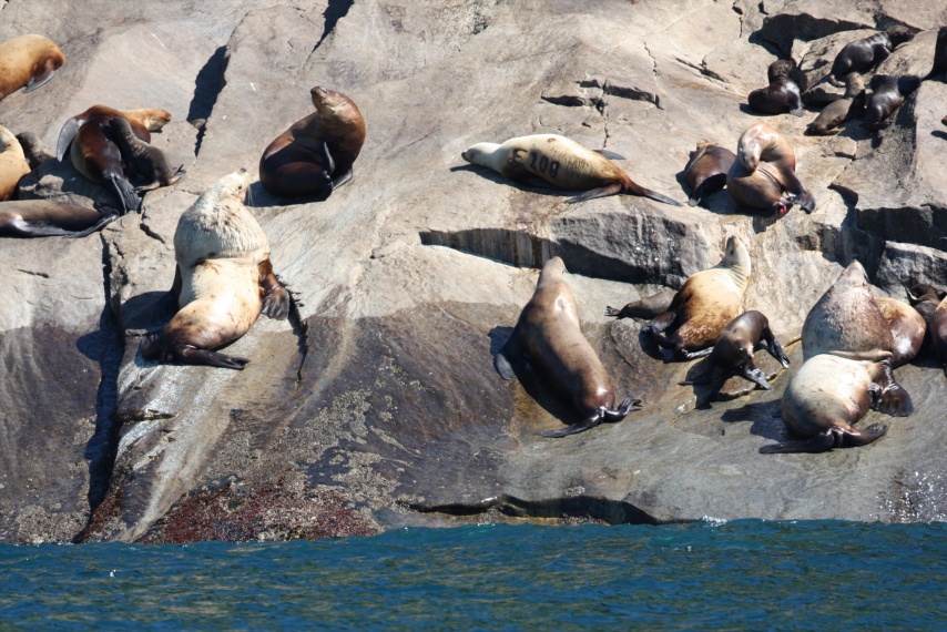 Seals baking in the sun