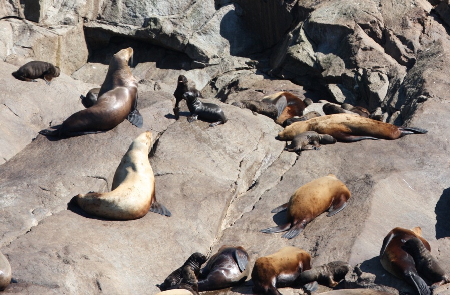 The seals have been very productive