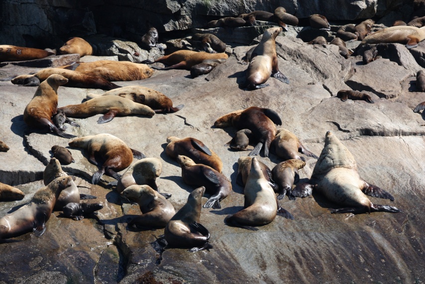 No shortage of seals out at the Chiswell Islands