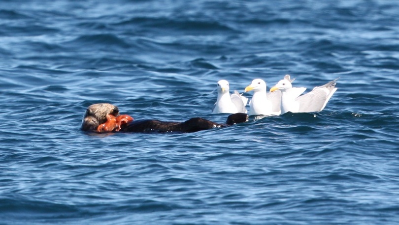 Sea otter enjoys an octopus meal