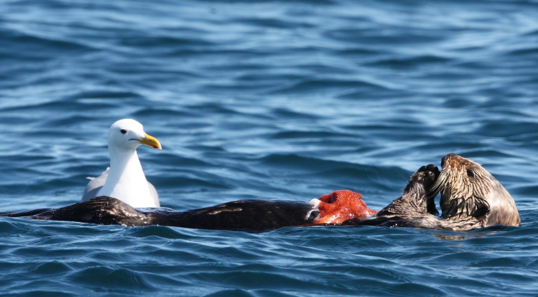 Enjoying an octopus with an uninvited visitor