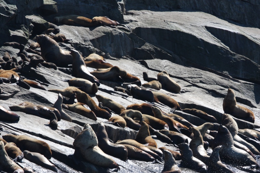 Seals relaxing at the Chiswell Islands