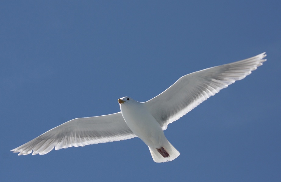 Flying bird