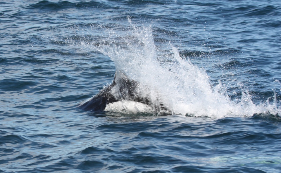 A dolphin near our boat in Blying Sound